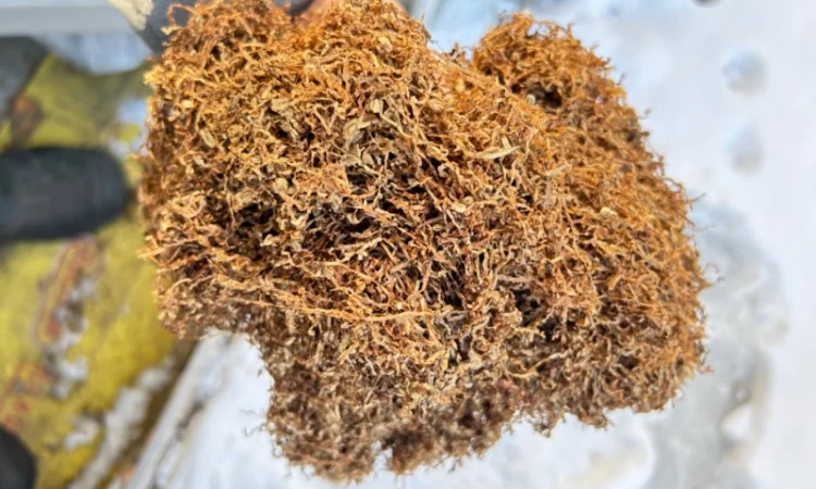 Фабричный табак для самокруток  Прилуки, Винстон, Мальборо 180 грн - фото № 4