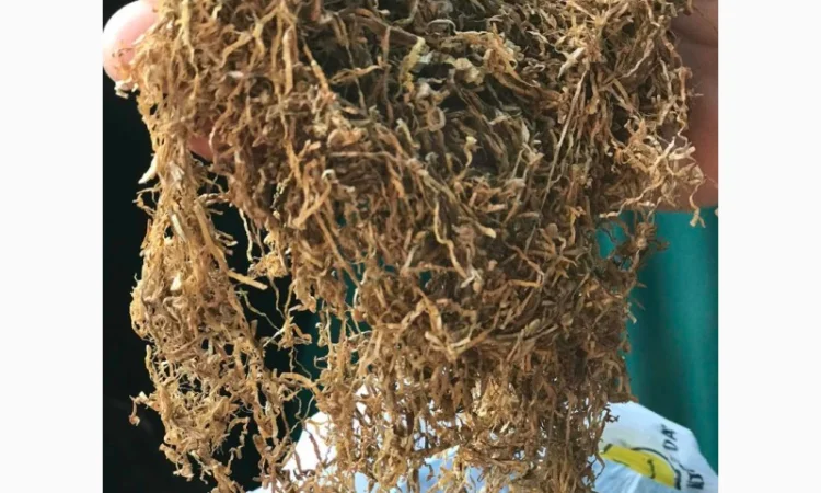 Продам табак Вирджиния для сигарет 1 килограмм - фото № 4