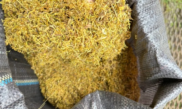 Продам табак оптом імпорт Золоте руно - фото № 1