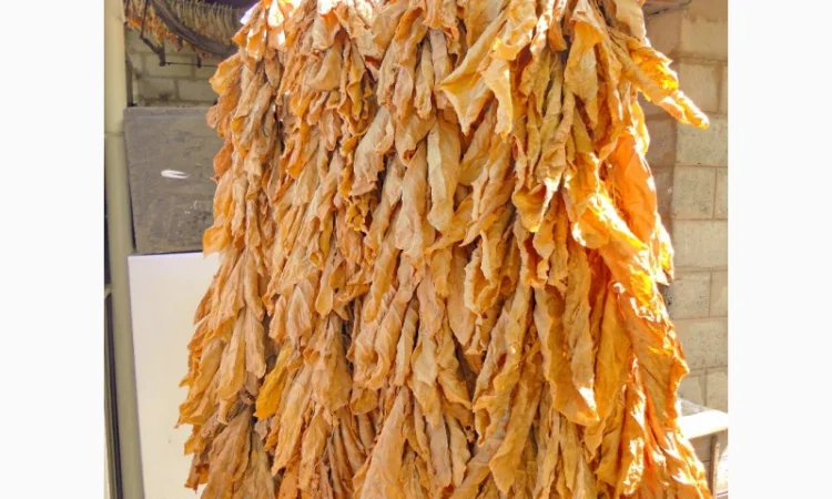 Продам табак Берлей импорт ( Турция ) для самокруток - фото № 1