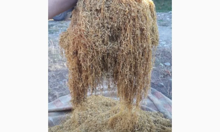 Продам табак Берлей импорт ( Турция ) для самокруток - фото № 2