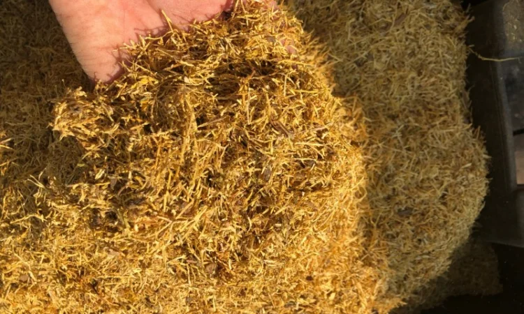 Продам табак Болгарський Вирджиния Голд для сигарет 1 кг - фото № 1