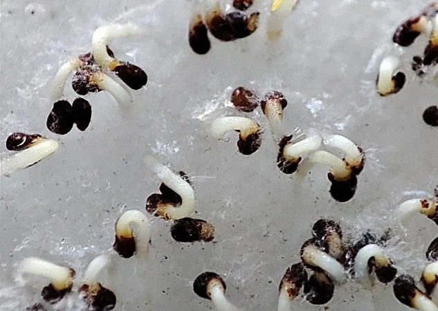 НАСІННЯ махорки / МАХОРКА насіння (100 грам) - фото № 1