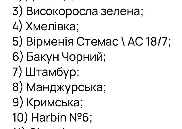 НАСІННЯ махорки / МАХОРКА насіння (100 грам) - фото № 3