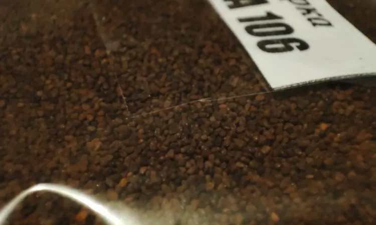 НАСІННЯ махорки / МАХОРКА насіння (50 грам) - фото № 3