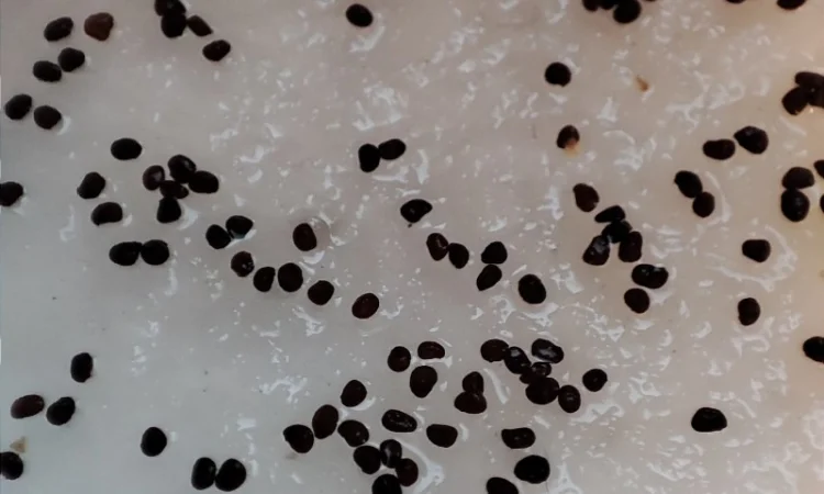 НАСІННЯ махорки / МАХОРКА насіння (50 грам) - фото № 4