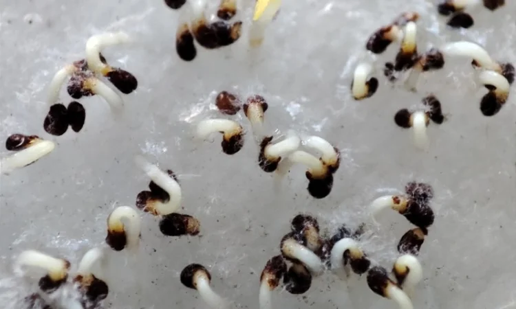 НАСІННЯ махорки / МАХОРКА насіння (50 грам) - фото № 5