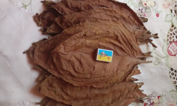 Продам тютюн хлопя і листя - фото № 1