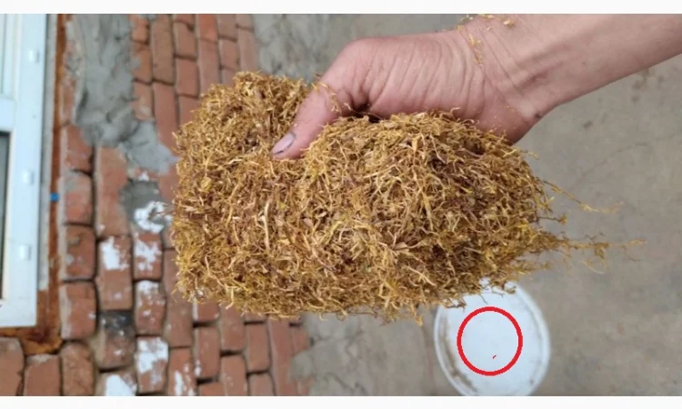 Тютюн для гільз і самокруток – домашній, свіжий, без центральної жилки - фото № 2