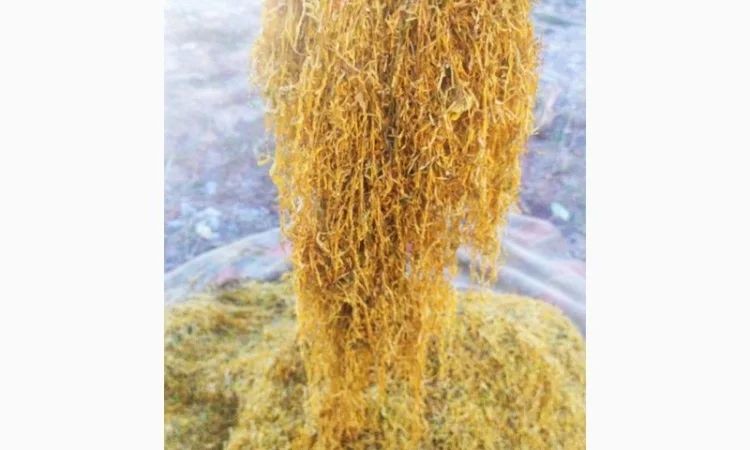 Продается табак Вирджиния высшего сорта - фото № 1