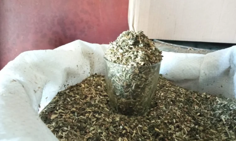 Тютюн на вагу: самосад сільський, Берлі, Вірджінія та махорка - фото № 2