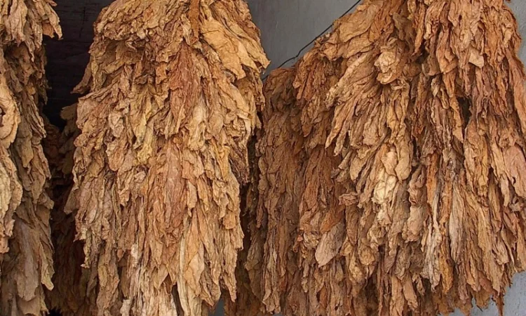 Тютюн на вагу — Вірджінія, Берлі, Мілєніум, ферментований, лапша 0.7 мм - фото № 5