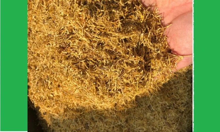 Тютюн на вагу — Вірджінія, Берлі, Мілєніум, ферментований, лапша 0.7 мм - фото № 1