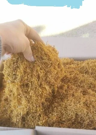 Самосад – тютюн на вагу: Вірджінія, Берлі, Міленіум та Дюбек, врожай 2022 - фото № 1