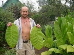 Крепкий табак и тютюн нового урожая Вирджиния - фото № 5