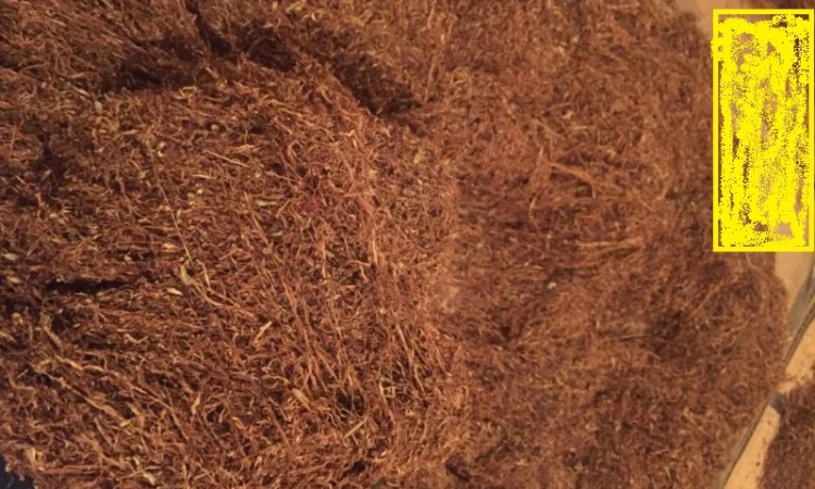 Продам тютюн на вагу — домашній сорт Вірджинія, різка лапша 0.6–0.7 мм - фото № 1