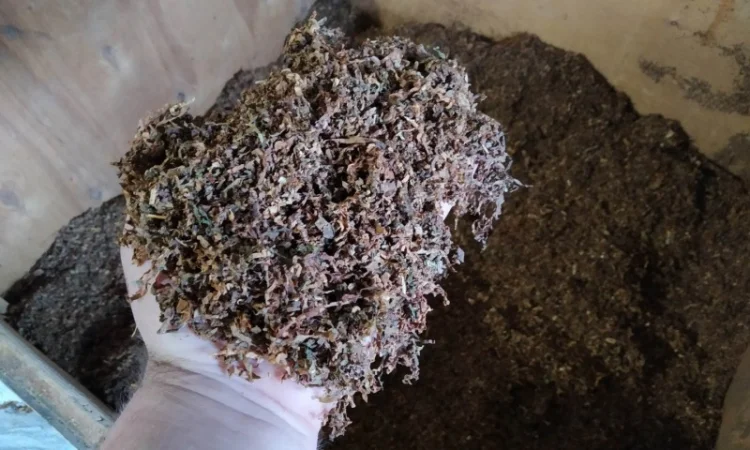 Табак домашній  для сигарет 1 кг ,самосад дюбек, махорка берлі всі свіженькі - фото № 3