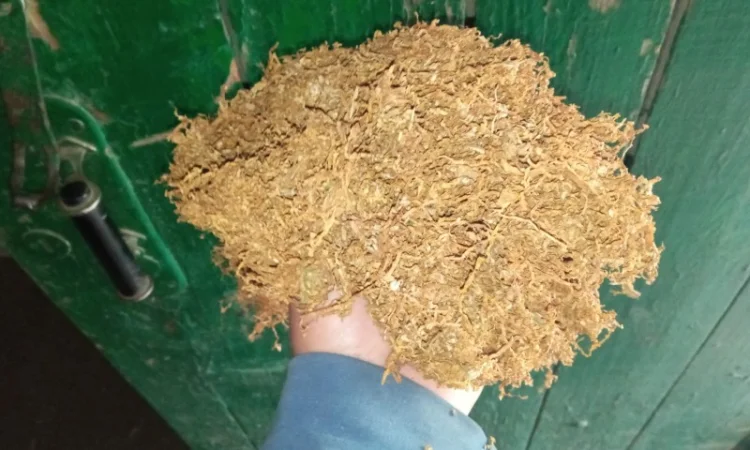 Тютюн домашній МАХОРКА не пріла сухенька  для сигарет 1  кілограм - фото № 3