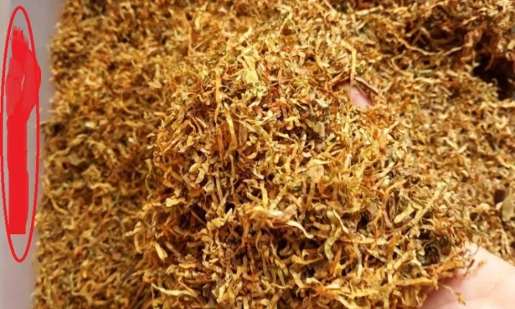 Махорка  для трубки і табаки з власного города Берлі, Дюбек - фото № 1