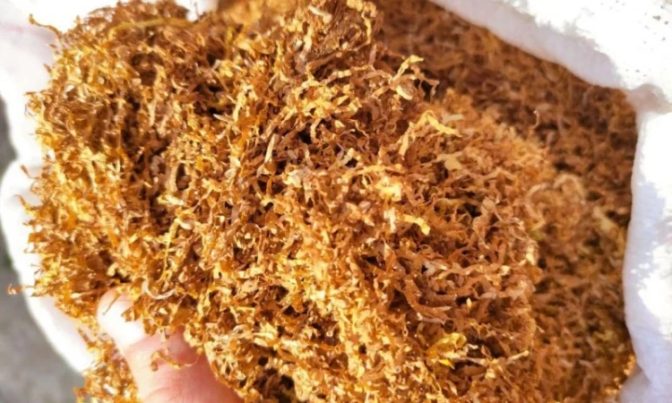 Є хароший домашній тютюнець і махорка отлічна для сигарет 1 кг - фото № 1