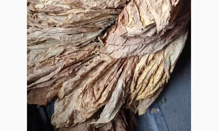Продам лист тютюну  для самокруток - фото № 1