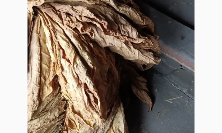 Продам лист тютюну  для самокруток - фото № 2