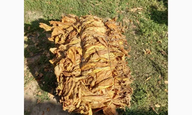 Импортный табак  для сигарет 1 кг: Вирджиния голд, фабричный табак + ароматизация бесплатно - фото № 8