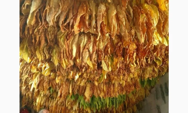 Тютюн, табак для трубки . Домашній, свій табак ароматный, добрий - фото № 4