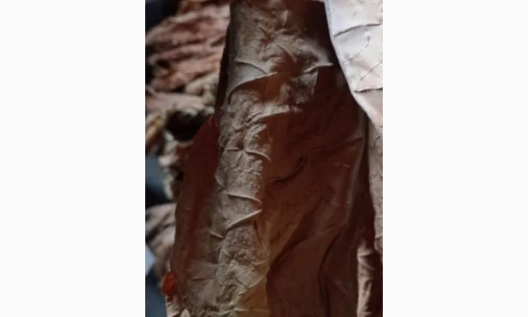 Тютюн листовий для сигарет 1 кг , ціна - фото № 3