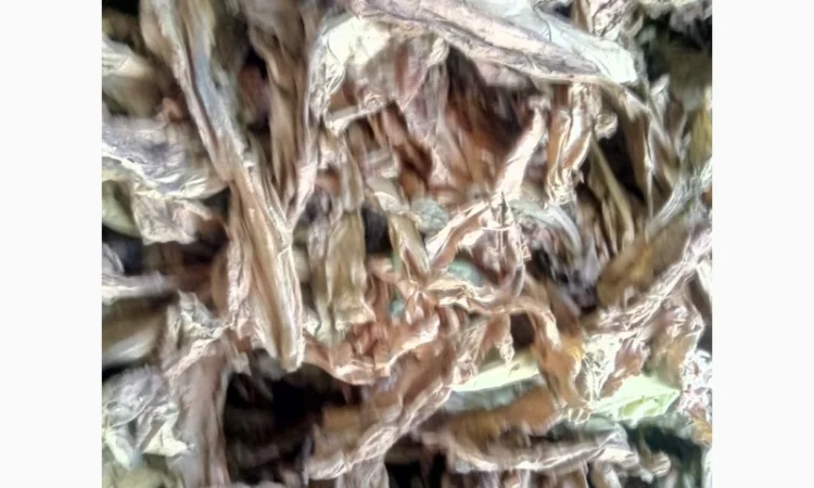 Продам лист табака(некондиция) - фото № 1