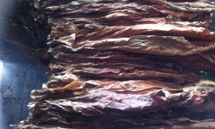 Продам семена табака  для сигарет 1 кг  Верджиния+табак листовой(урожай2021года) - фото № 1