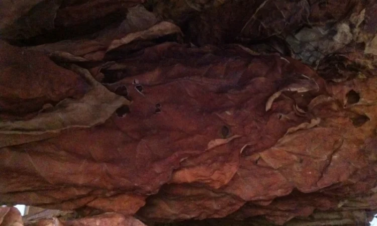 Продам семена табака  для сигарет 1 кг  Верджиния+табак листовой(урожай2021года) - фото № 2