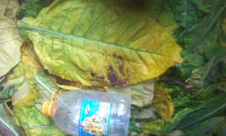 Продам семена табака  для сигарет 1 кг  Верджиния+табак листовой(урожай2021года) - фото № 3