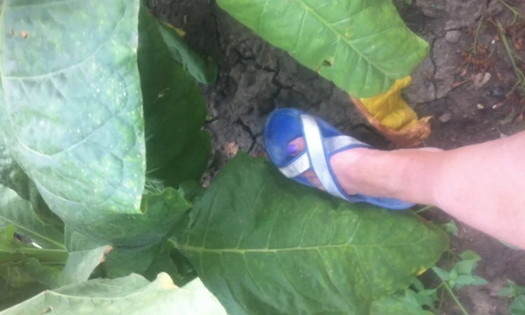 Продам семена табака  для сигарет 1 кг  Верджиния+табак листовой(урожай2021года) - фото № 4