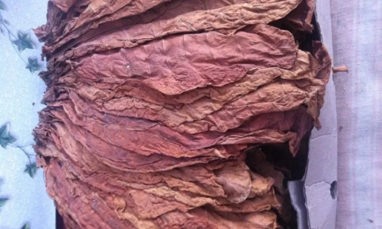 Продам семена табака  для сигарет 1 кг  Верджиния+табак листовой(урожай2021года) - фото № 5