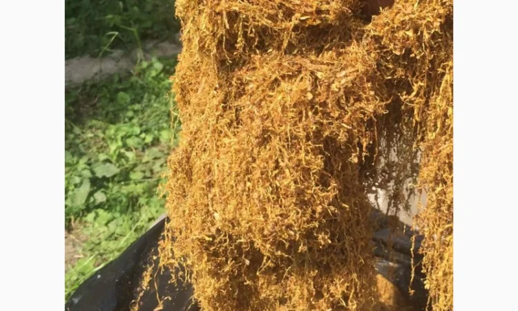 Тютюн   для самокруток найкращої якості - фото № 10