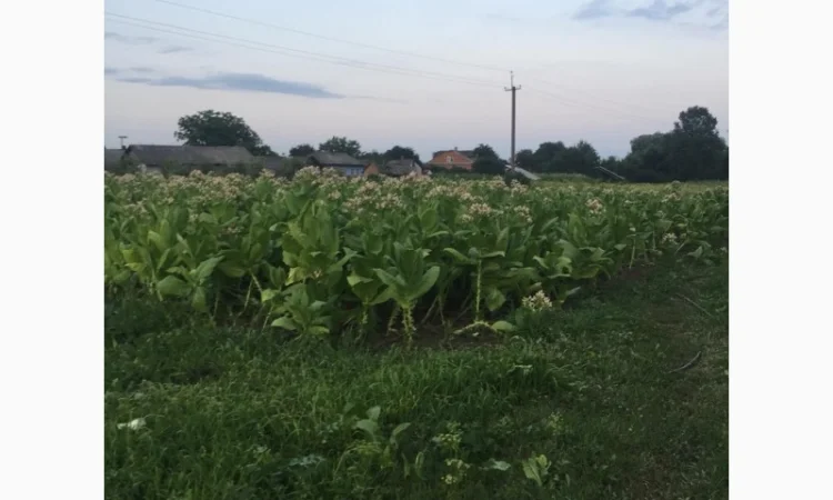 Тютюн   для самокруток найкращої якості - фото № 12