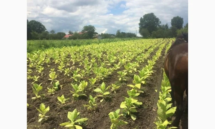 Тютюн   для самокруток найкращої якості - фото № 13