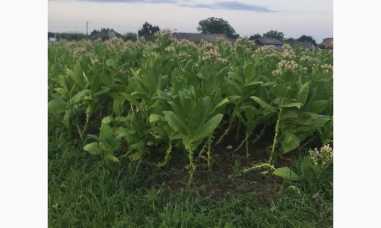 Тютюн   для самокруток найкращої якості - фото № 14
