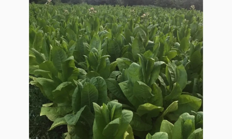 Тютюн   для самокруток найкращої якості - фото № 16