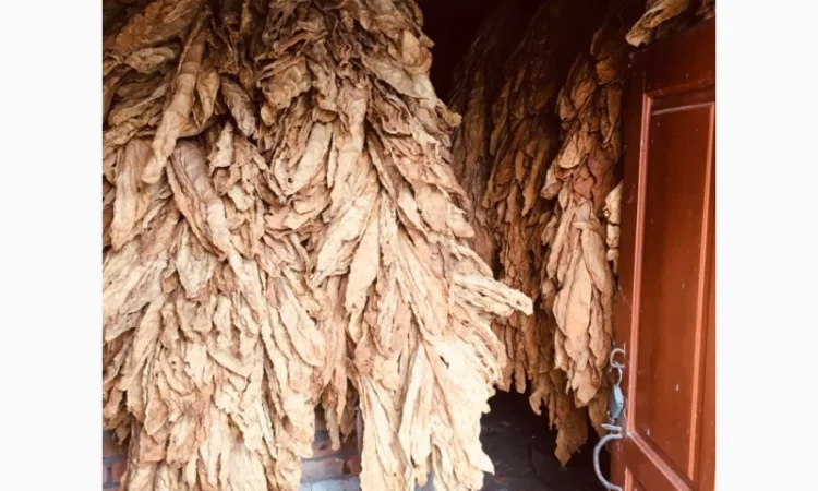 Пропоную тютюн  для сигарет 1 кг - фото № 10