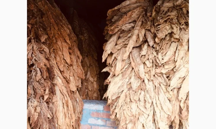 Пропоную тютюн  для сигарет 1 кг - фото № 11