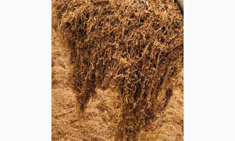 Пропоную тютюн  для сигарет 1 кг - фото № 12