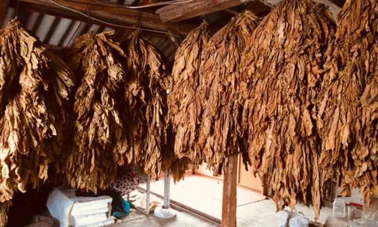 Пропоную тютюн  для сигарет 1 кг - фото № 13