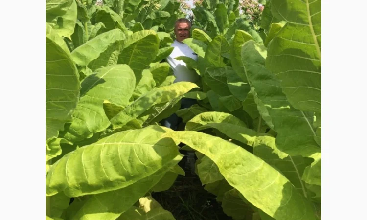 Табак отличного качества - фото № 3