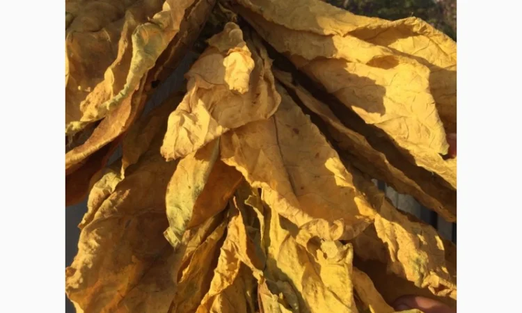 Табак Virginia Gold, легкий–середній, чистий лист - фото № 4