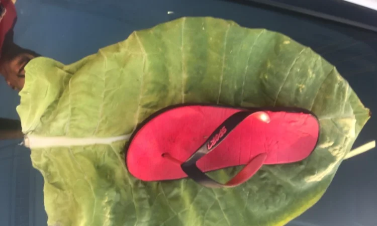 Табак Virginia Gold, легкий–середній, чистий лист - фото № 5