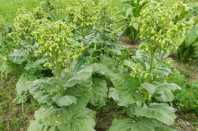 Продам самосад для трубки - фото № 1