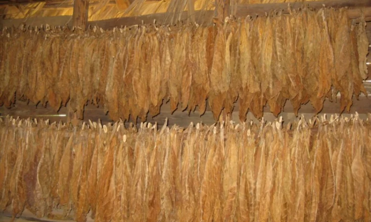 Куплю листок ТЮТЮНУ ОПТОМ! Різних видів і сортів! Вся Україна! Дорого - фото № 1