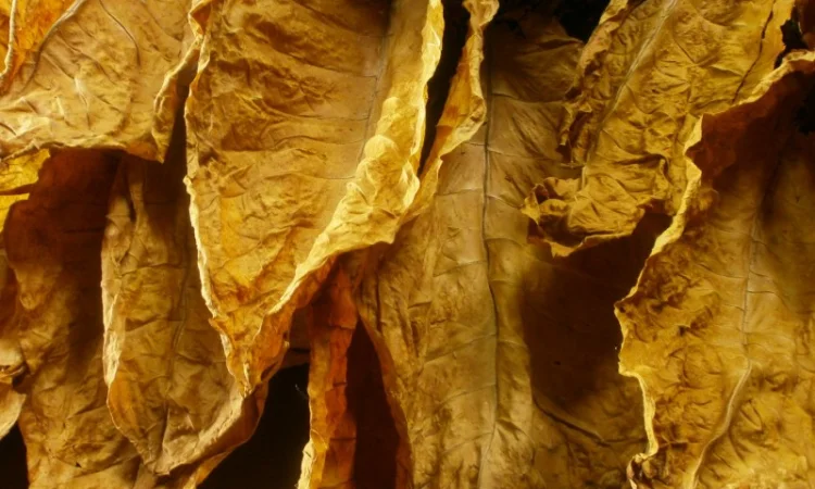 КУПЛЮ СУШЕНИЙ ЛИСТОК ТЮТЮНУ ОПТОМ! По всій Україні! Різної якості та міцності - фото № 1